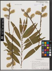 Foto von Salix dasyclados Wimm.